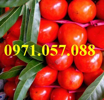 Cây giống hồng nhân hậu